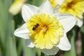 Bee pollinating white narcisus Royalty Free Stock Photo